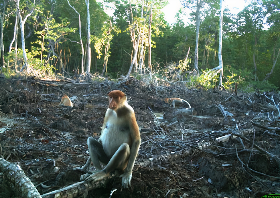 Proboscis Monkeys sitting in a deforested. patch of land.
